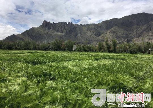 2017年西藏青稞總產(chǎn)量達(dá)到79萬噸，占糧食總產(chǎn)量的77%。圖為西藏青稞?！⊥跤窳?攝