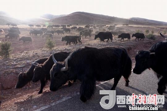 西藏每年存欄約420萬頭牦牛，牦牛產(chǎn)業(yè)發(fā)展是推動西藏畜牧業(yè)可持續(xù)發(fā)展和農(nóng)牧民脫貧致富的重要產(chǎn)業(yè)。圖為西藏牦牛?！O翔 攝