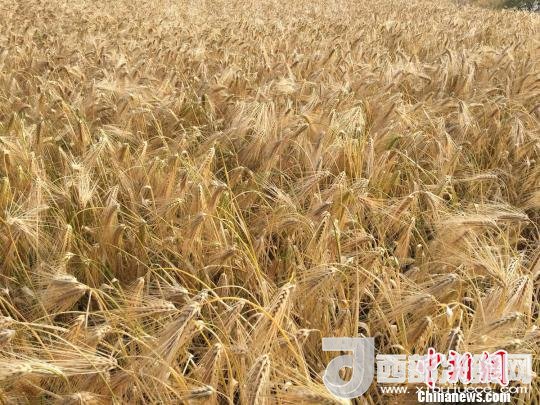 2017年西藏青稞種植面積達(dá)210多萬畝，占糧食播種面積的75%。圖為成熟期的青稞?！⊥跤窳?攝