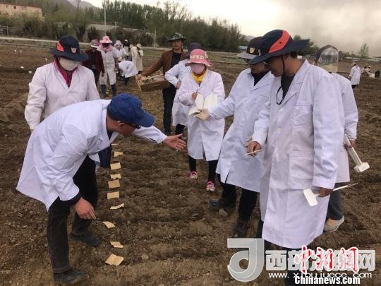 圖為研究員實(shí)地調(diào)研青稞生長土壤?！⊥跤窳?攝