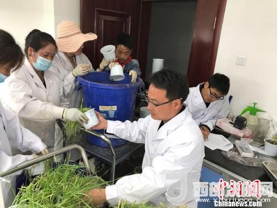 圖為研究員正在調(diào)查青稞感染白粉病情況?！⊥跤窳?攝