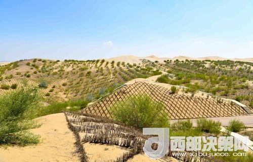 達(dá)拉特旗庫布其沙漠染綠。吳勇攝