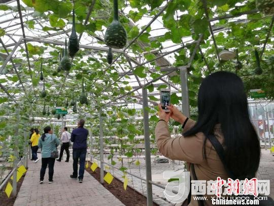 山西省郵政管理局積極推動“一市一品”農(nóng)特產(chǎn)品進城項目。 資料圖 楊杰英 攝