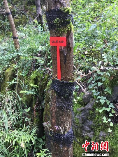 貴州同威生物科技有限公司鐵皮石斛種植。　周嫻 攝