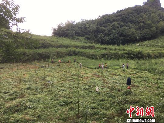 貴州同威生物科技有限公司天麻種植基地。　周嫻 攝