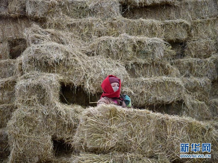 (新華全媒頭條·決戰(zhàn)決勝脫貧攻堅·圖文互動)(10)在青山綠水間跨越千年——青海探索生態(tài)脫貧之路報告