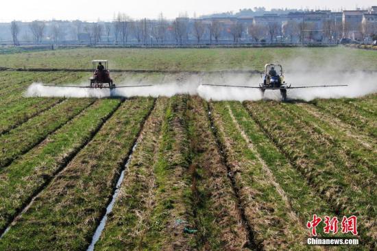 2月20日，南京湖熟街道現(xiàn)代農(nóng)業(yè)示范園區(qū)內(nèi)，工作人員駕駛自走式噴霧機(jī)給小麥噴灑除草劑。泱波 攝