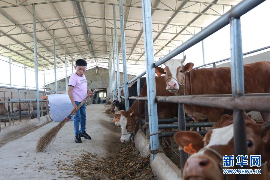(新華全媒頭條·圖文互動)(7)刺梨花開滿山紅——記在貴州脫貧攻堅一線奮斗的殘疾人