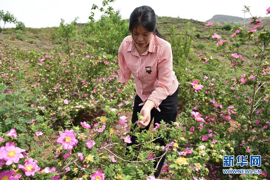 (新華全媒頭條·圖文互動)(11)刺梨花開滿山紅——記在貴州脫貧攻堅一線奮斗的殘疾人