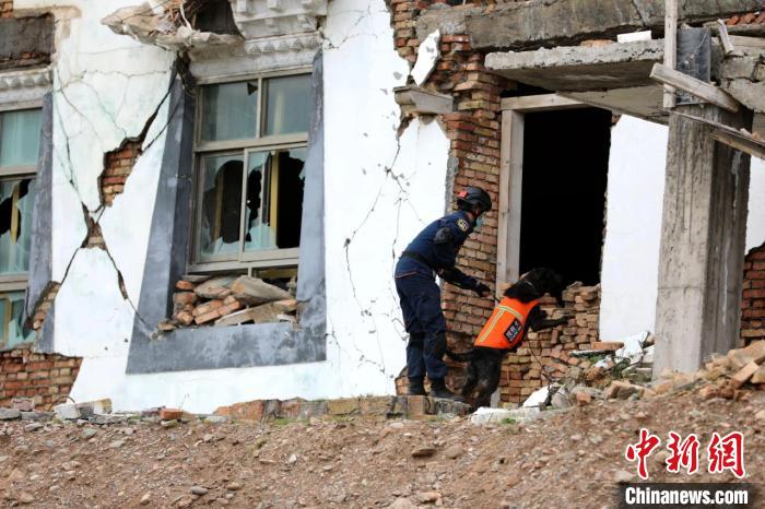 圖為搜救犬進(jìn)行模擬搜救。青海省應(yīng)急廳