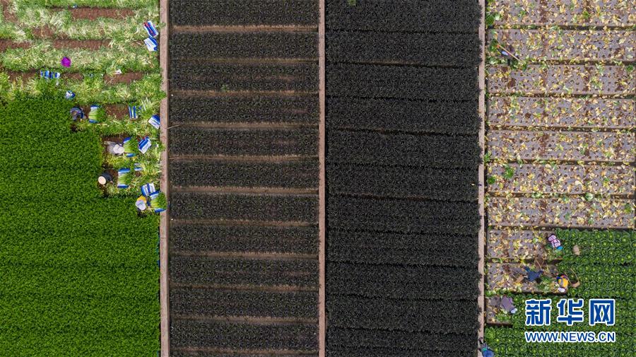 (新華全媒頭條·走向我們的小康生活·圖文互動)(11)綠染云嶺小康路——生態(tài)文明建設的云南實踐