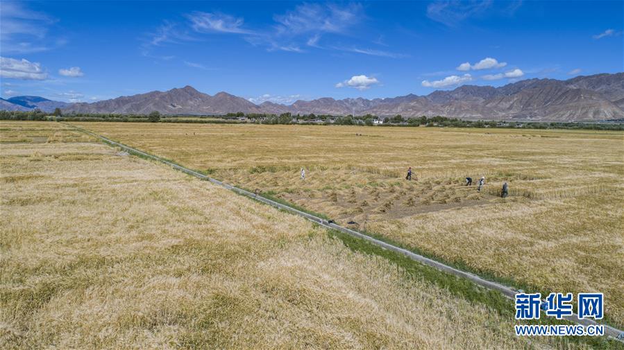 （新華全媒頭條·走向我們的小康生活·圖文互動）（11）扎西德勒，我們的新家園——西藏易地扶貧搬遷搬出幸福美好新生活