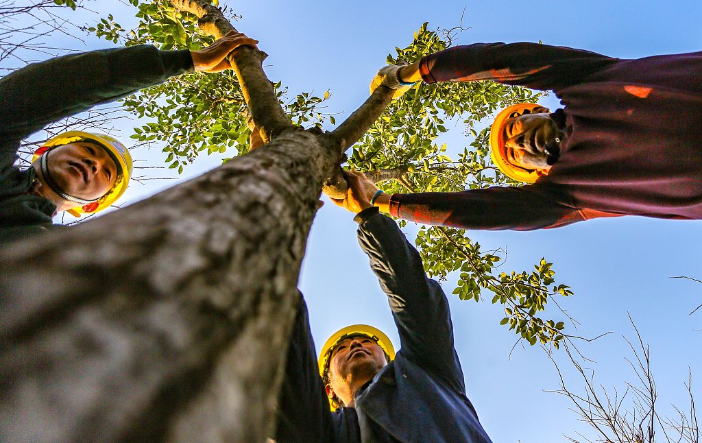 2021年11月26日，河北邯鄲，園林工人正在城東植樹。