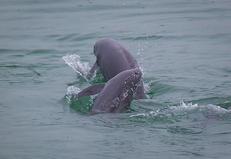 2021年5月10日，在湖北省宜昌市江邊，長(zhǎng)江江豚在水中嬉戲。