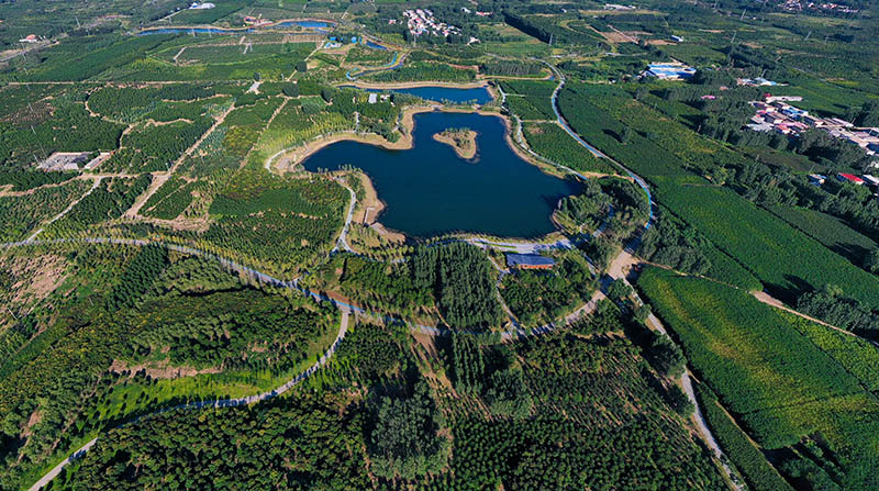 這是2022年9月6日拍攝的雄安新區(qū)千年秀林。